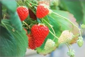 A close up of some strawberries on the vine