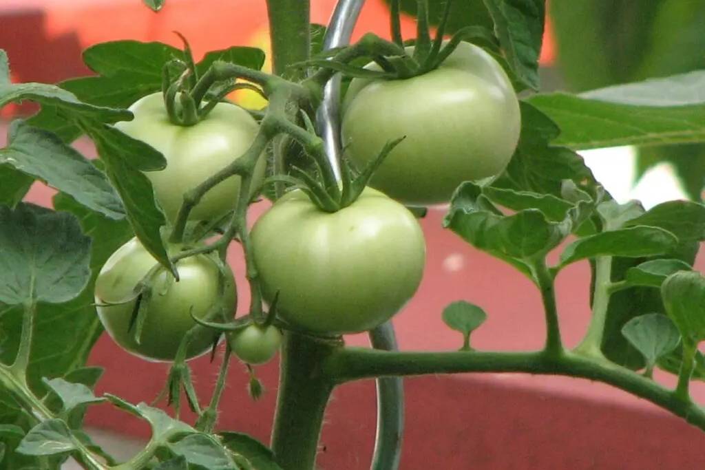 A close up of green tomatoes growing on the vine