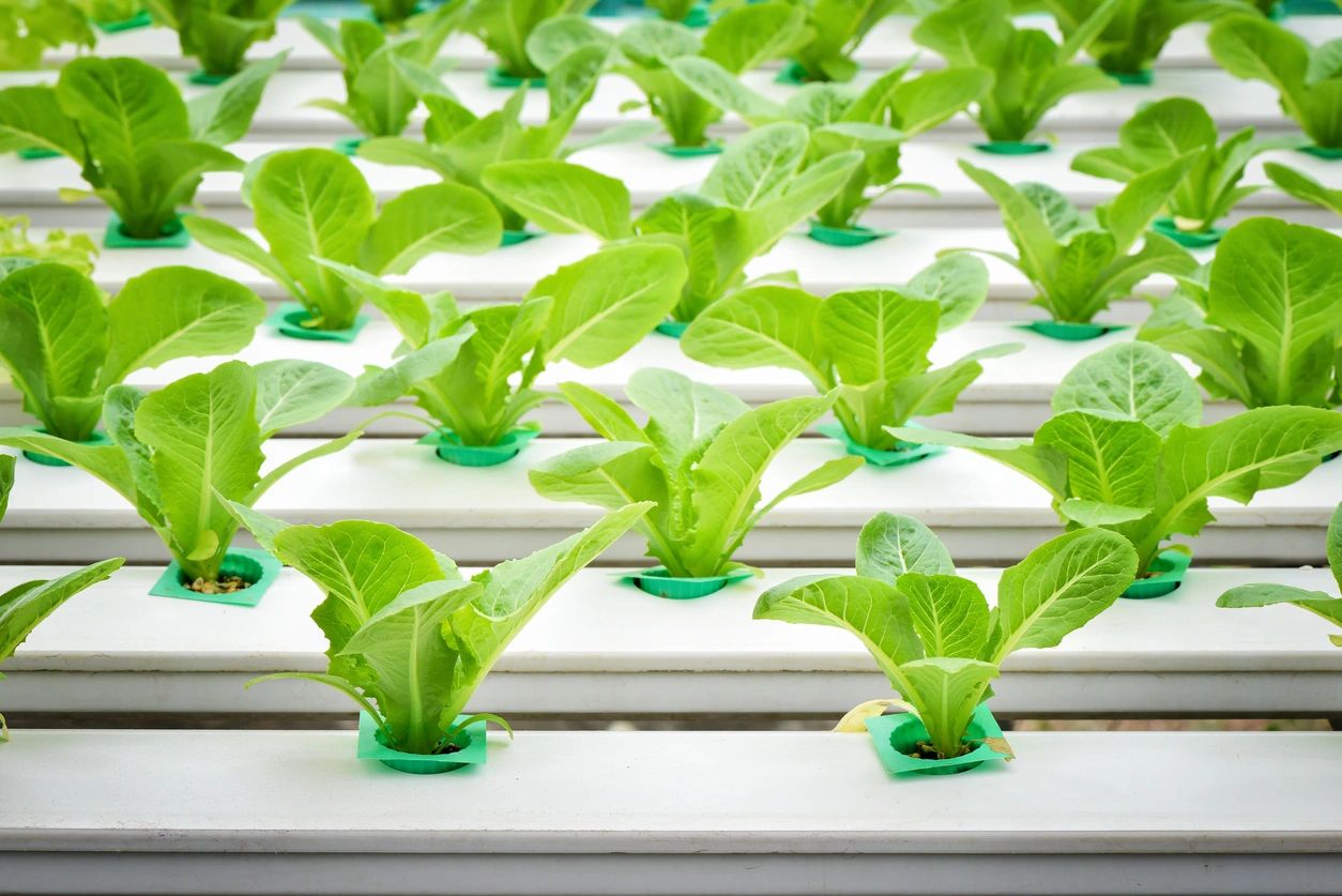 A close up of lettuce growing in trays