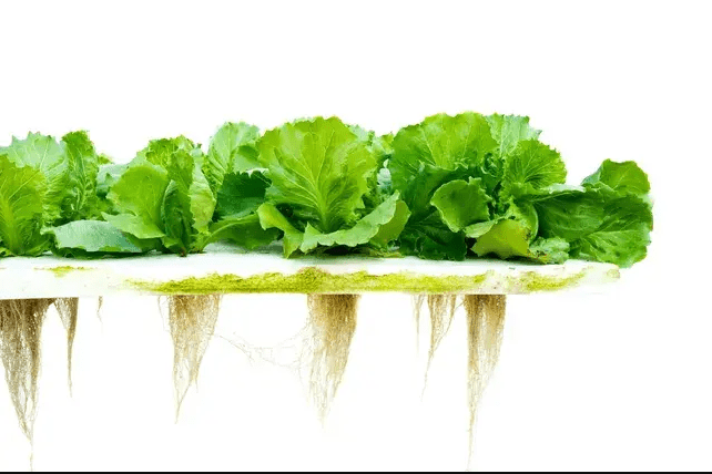 A close up of some lettuce on top of a table