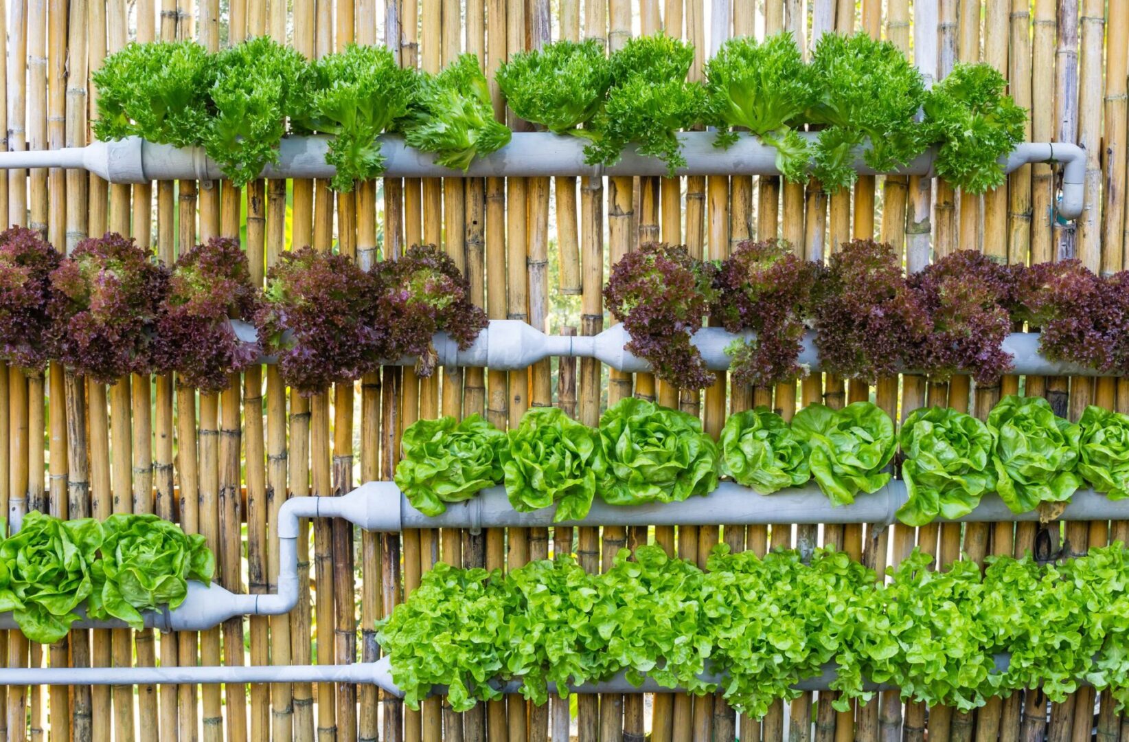 A wall of lettuce growing on bamboo poles.
