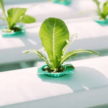 A close up of some plants growing in a container